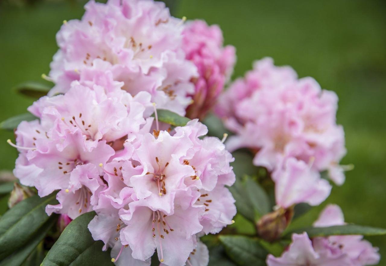 Rhododendron