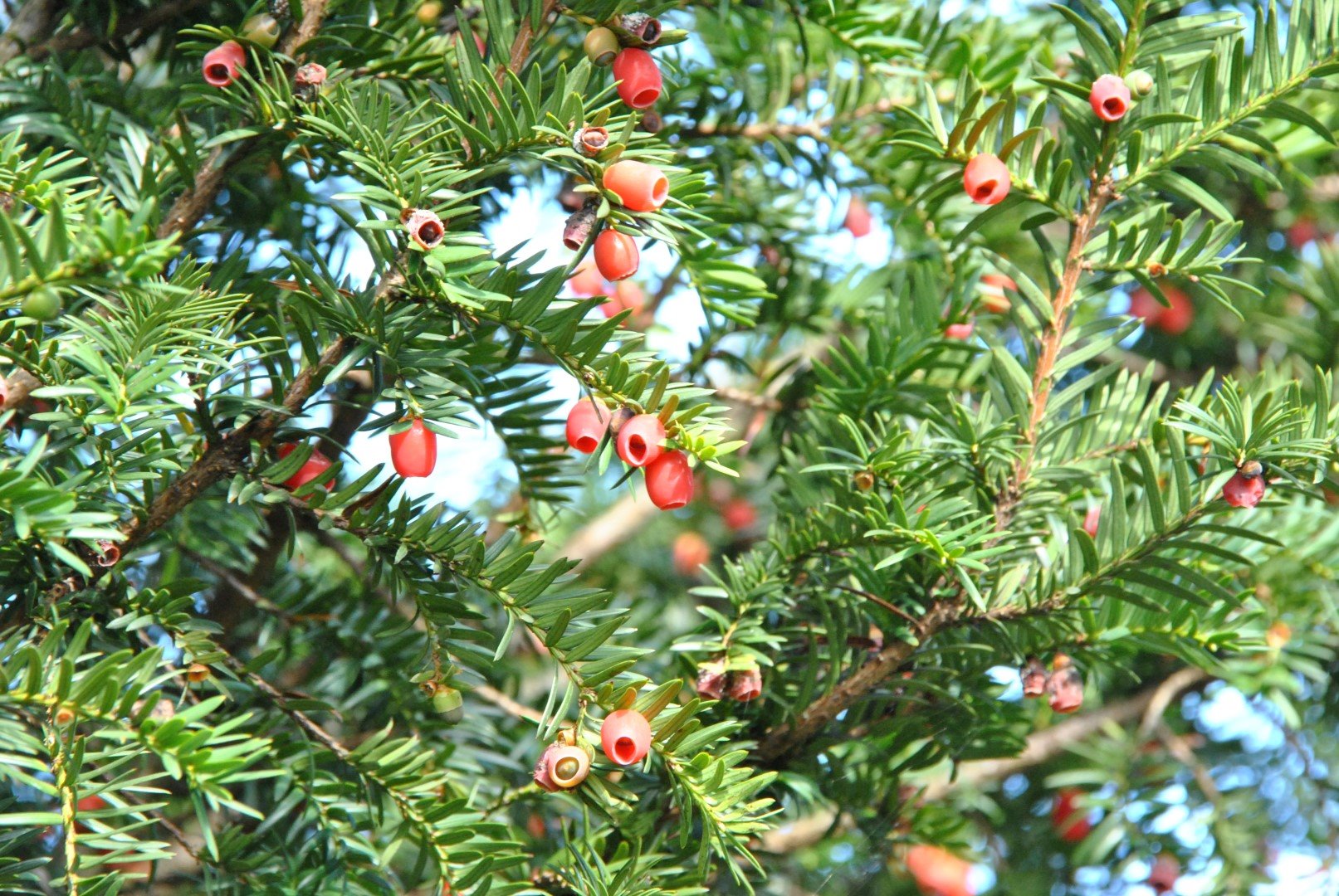 Taxus baccata