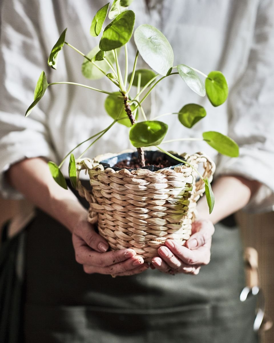 cesta con plantas