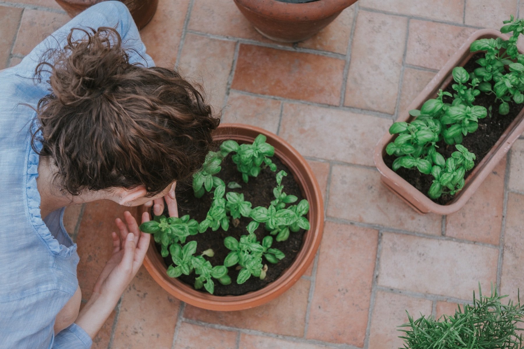 Chica plantando albahaca en la terraza