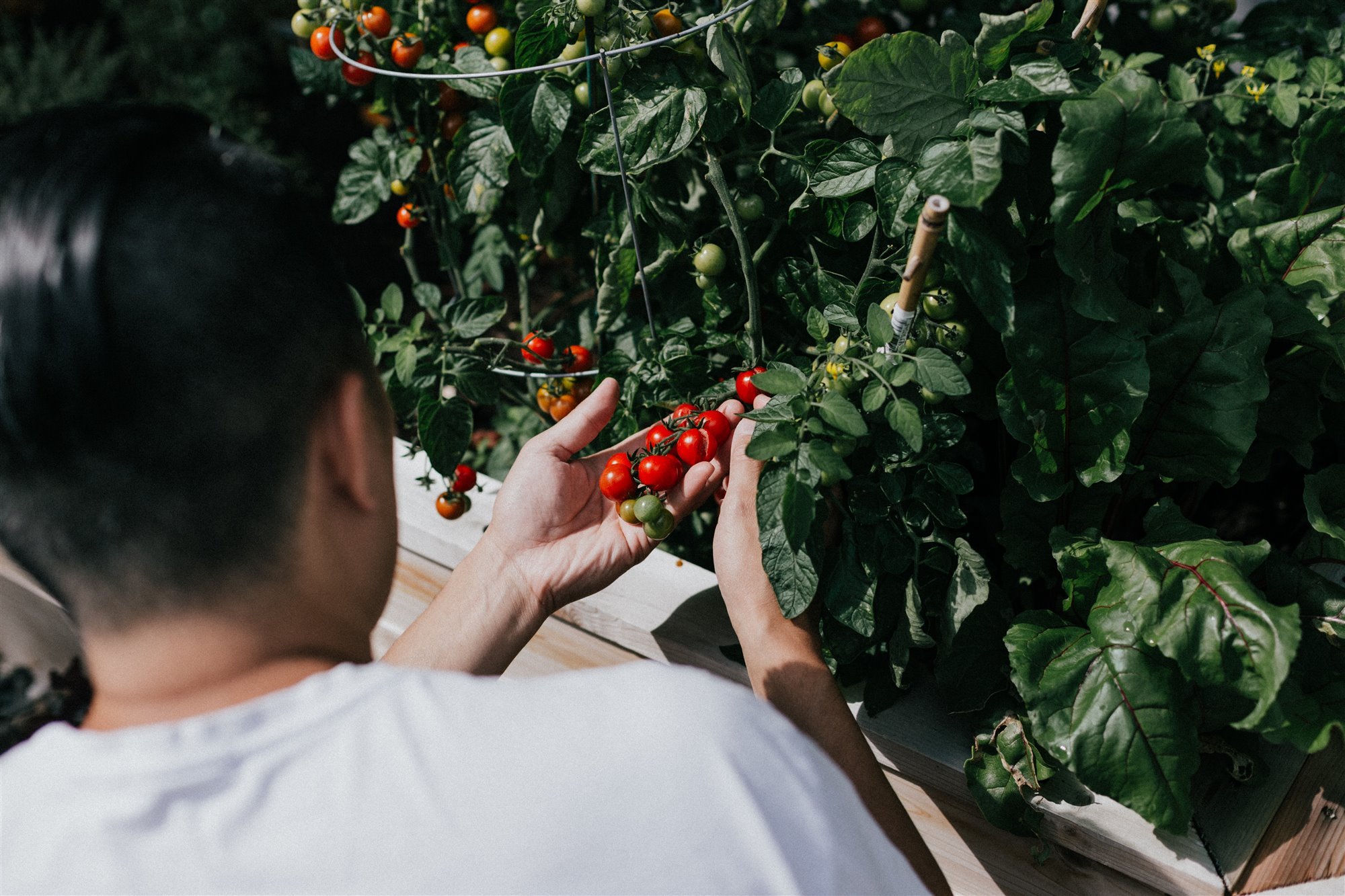Hombre recogiendo tomates en el huerto