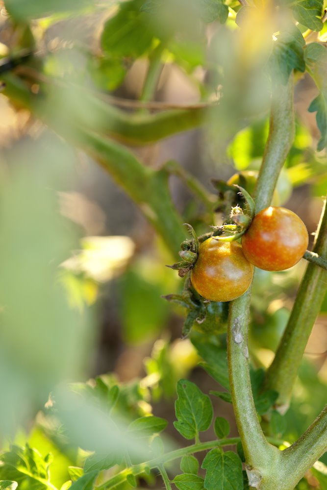 Huertos con tomates