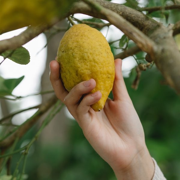 Claves de jardinero para tener un huerto urbano en casa y plantar tu propia comida