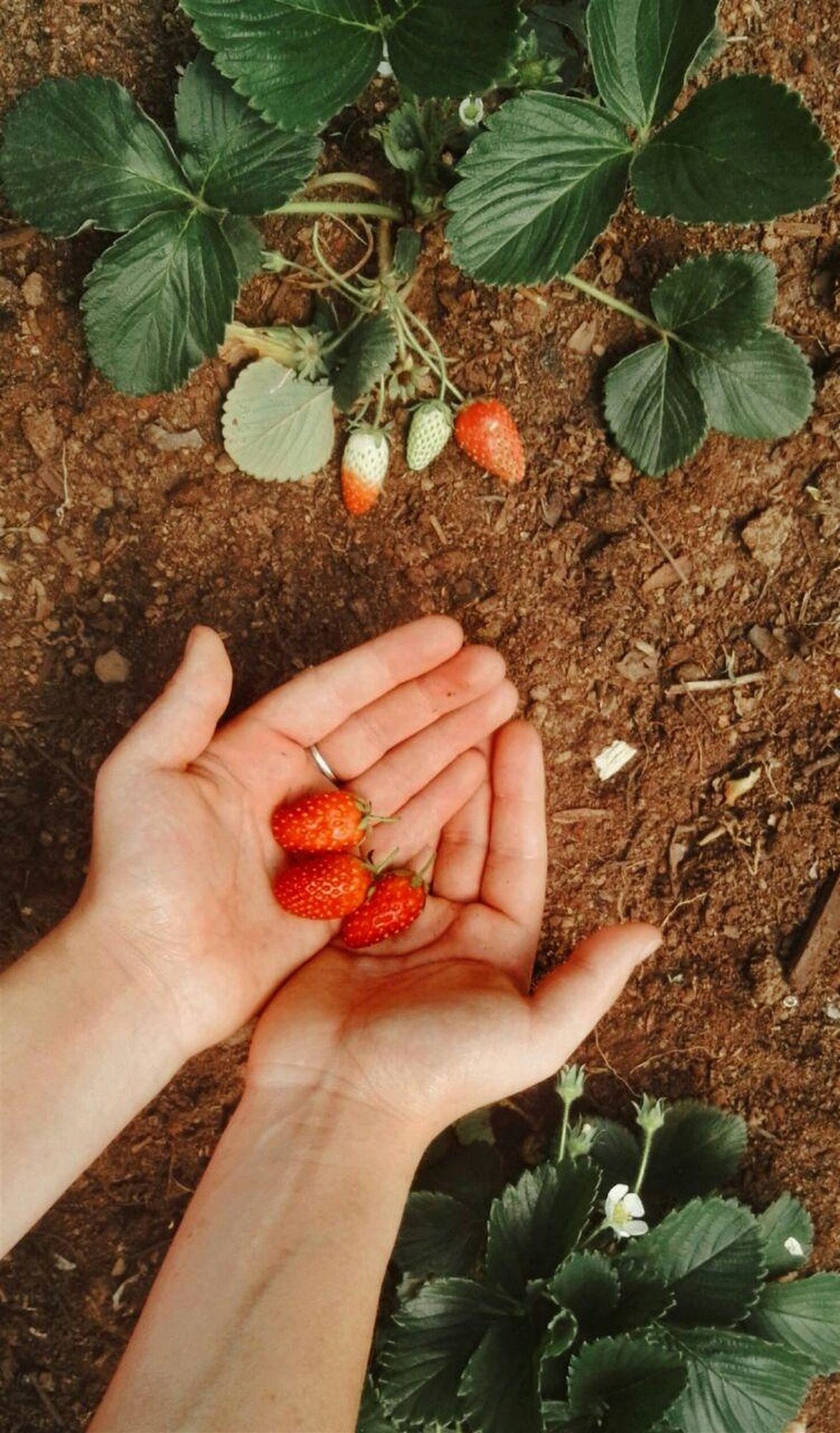Mujer recogiendo fresas en el jardin