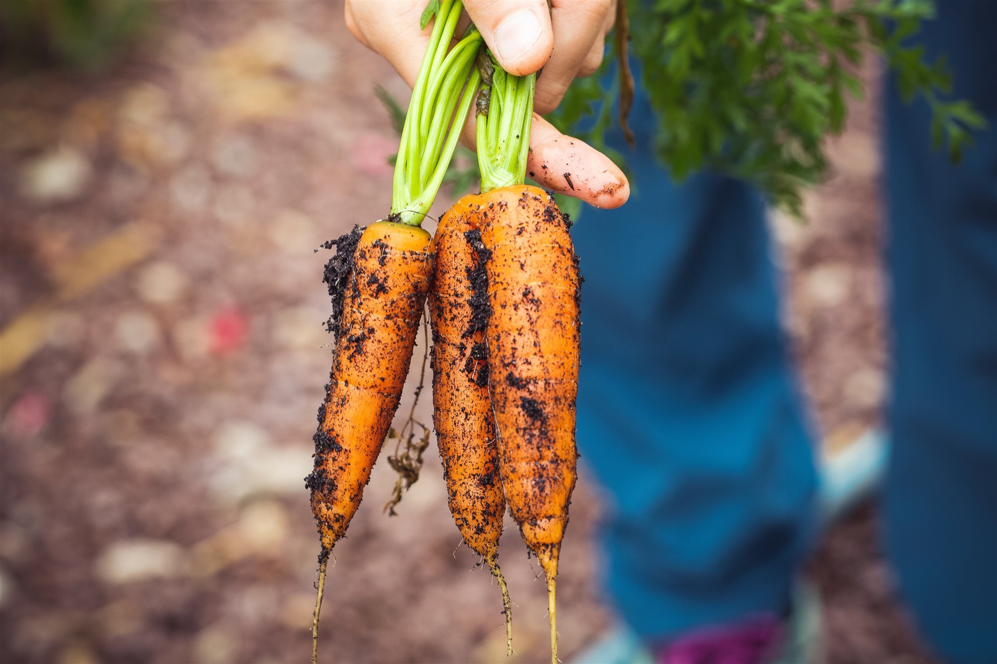 Mujer recogiendo zanahorias en el huerto