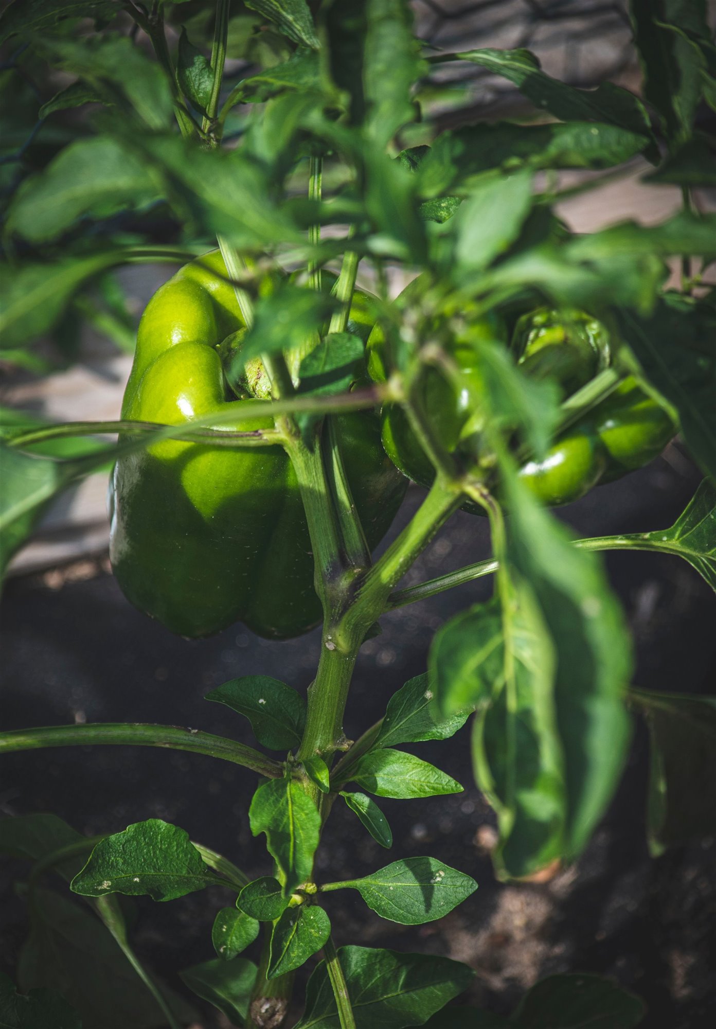 Planta con pimientos