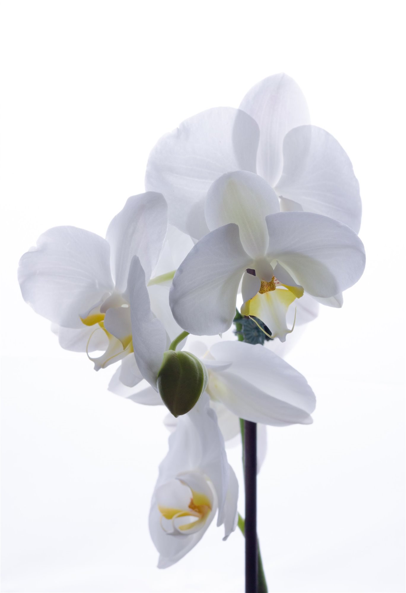 Orquideas
