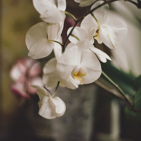Los mejores trucos de experto para cuidar bien las orquídeas en casa