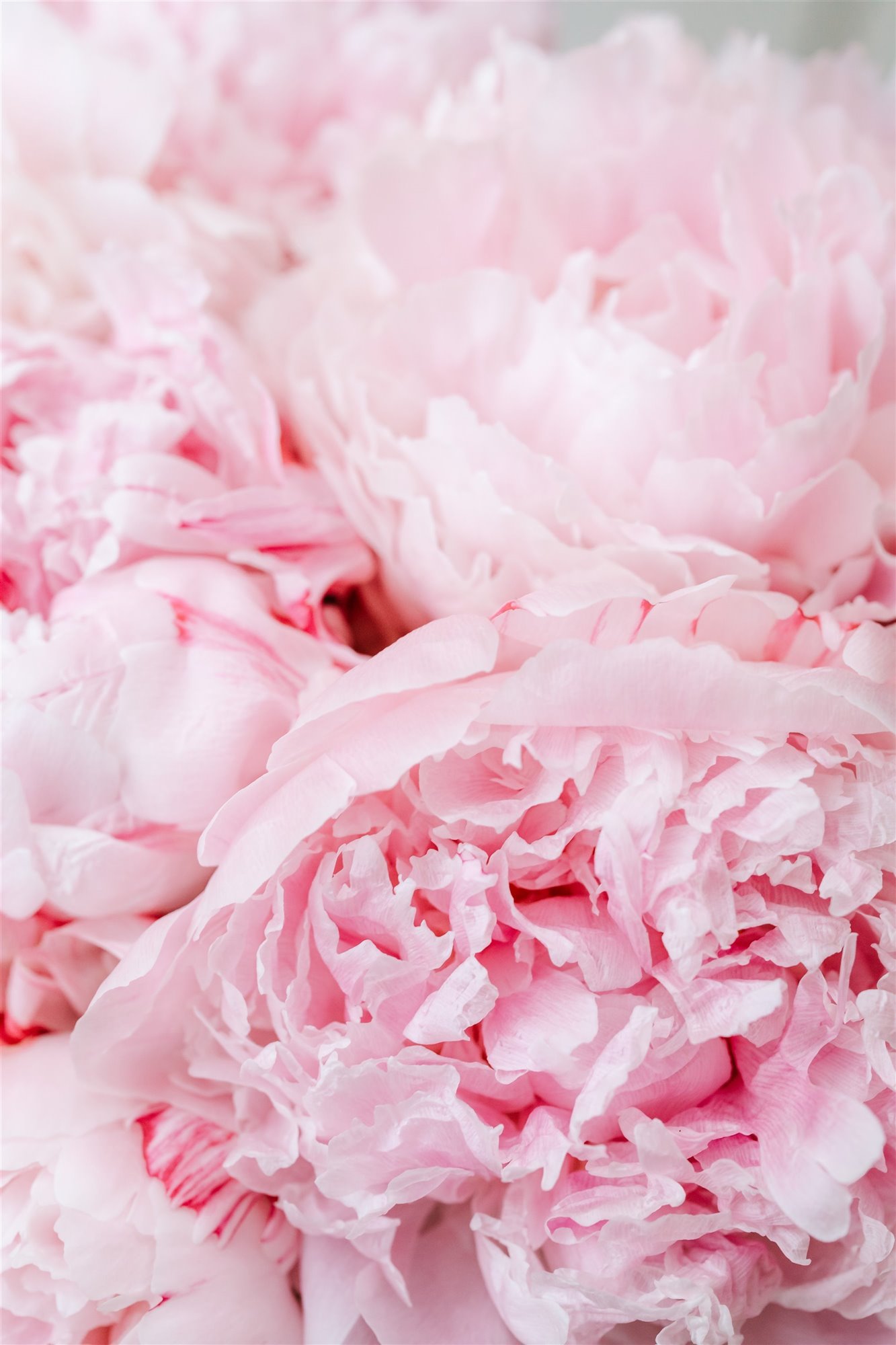 ramo de flores con peonias rosas 2