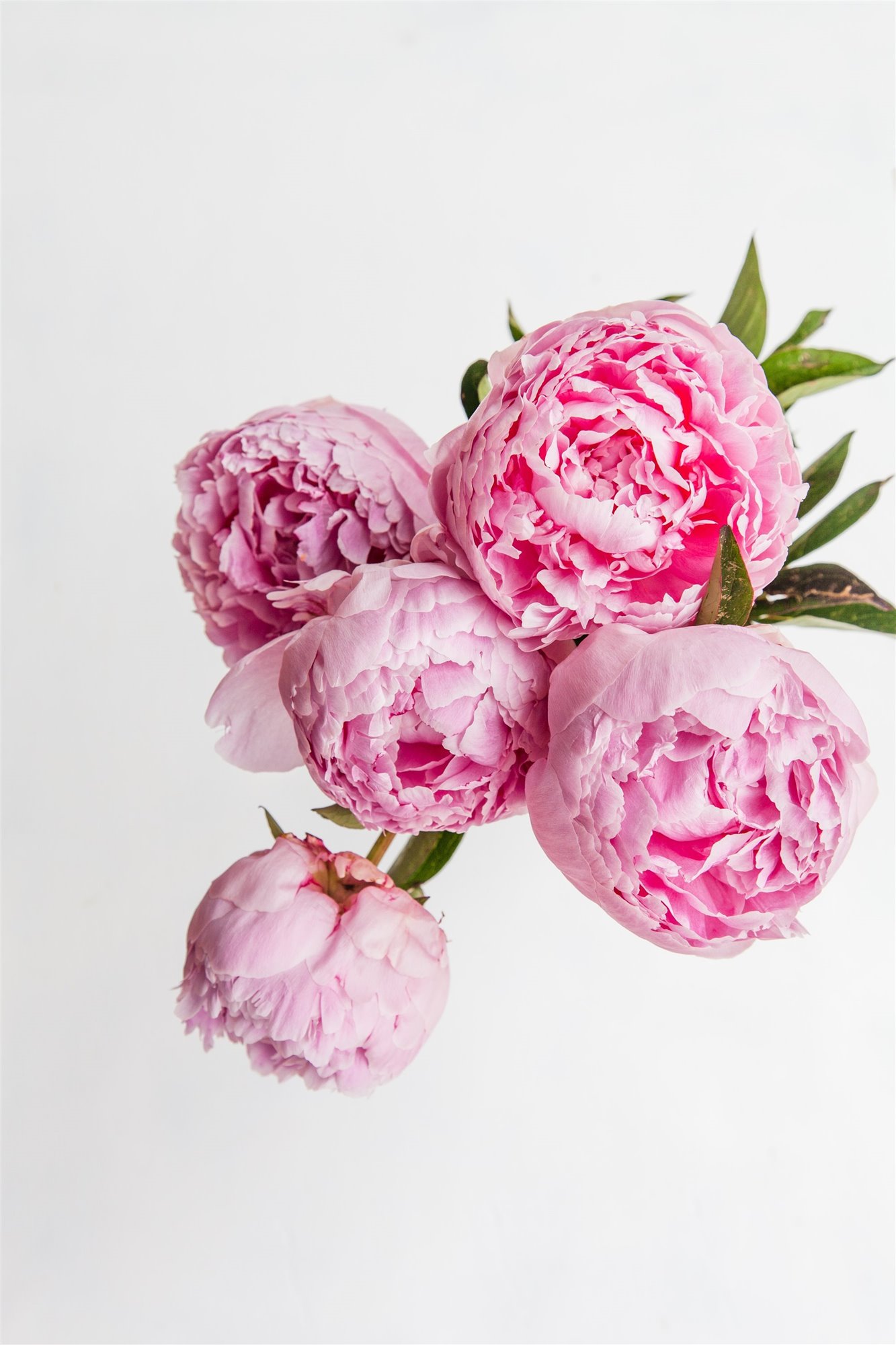 ramo de flores con peonias rosas4