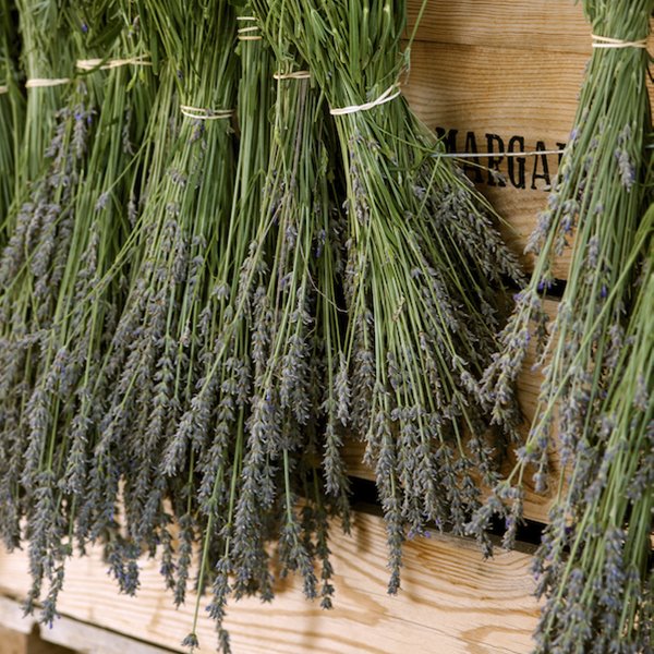Ramos de lavanda secandose