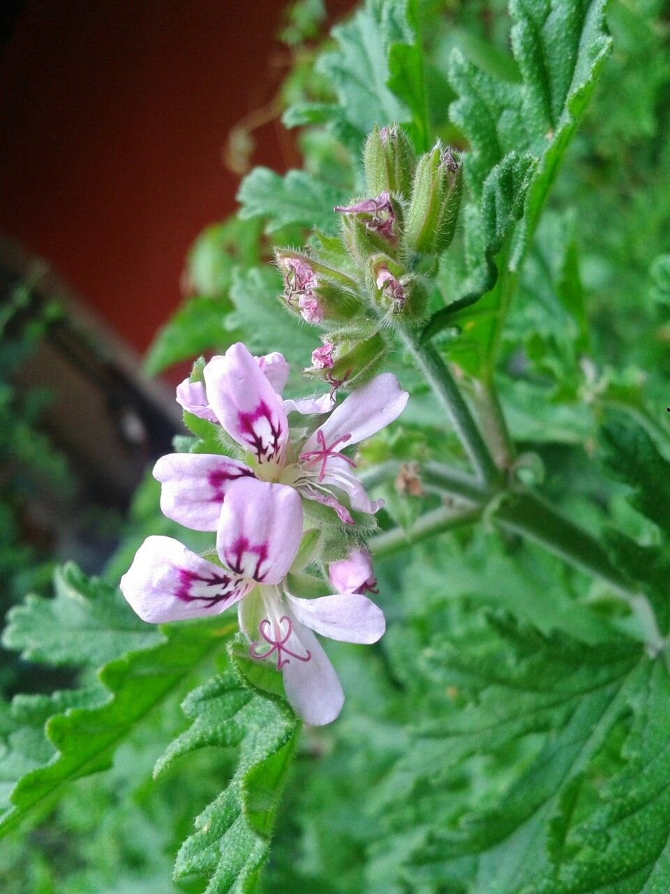 Citronela planta. Citronela