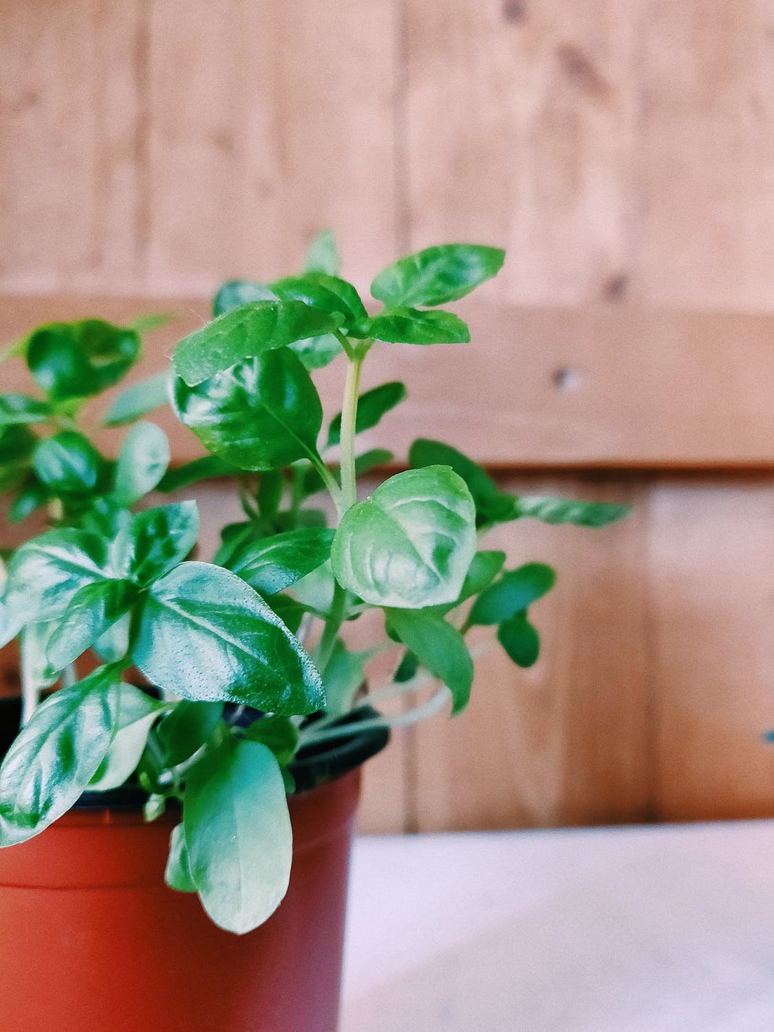 Albahaca