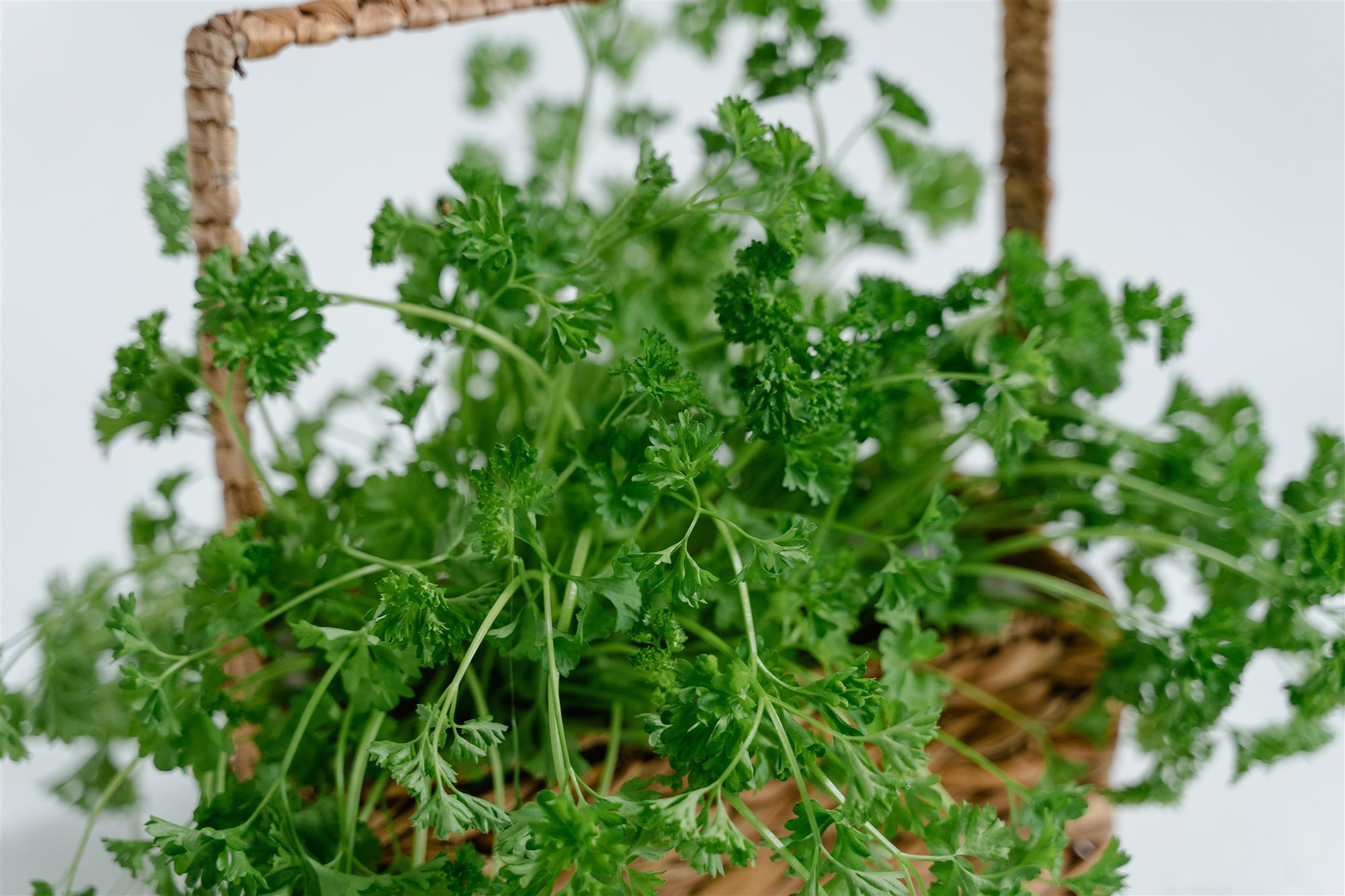 cilantro