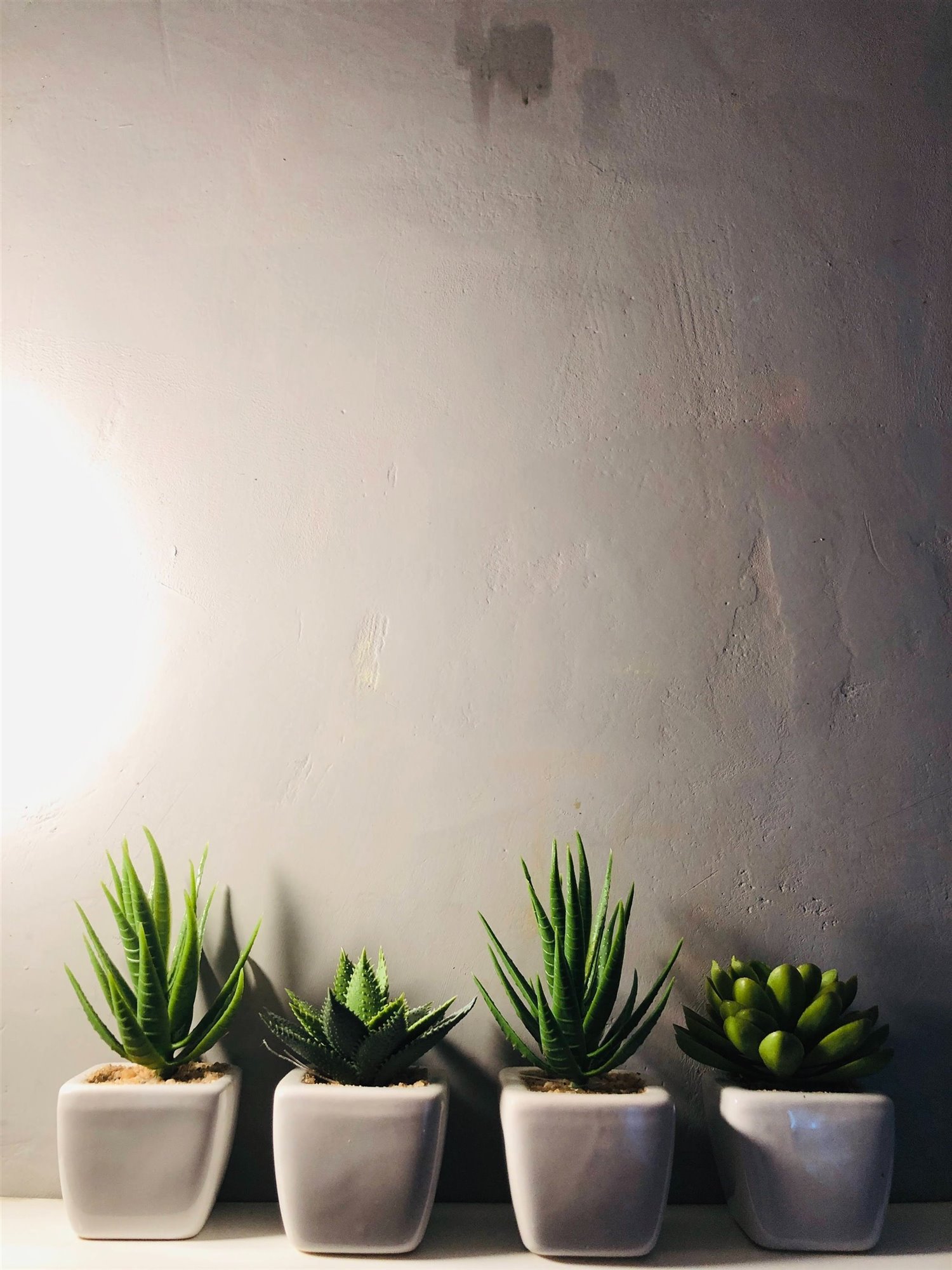 aloe vera