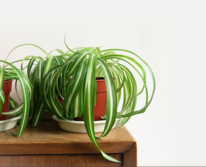 Plantas perfectas para espacios con poca luz