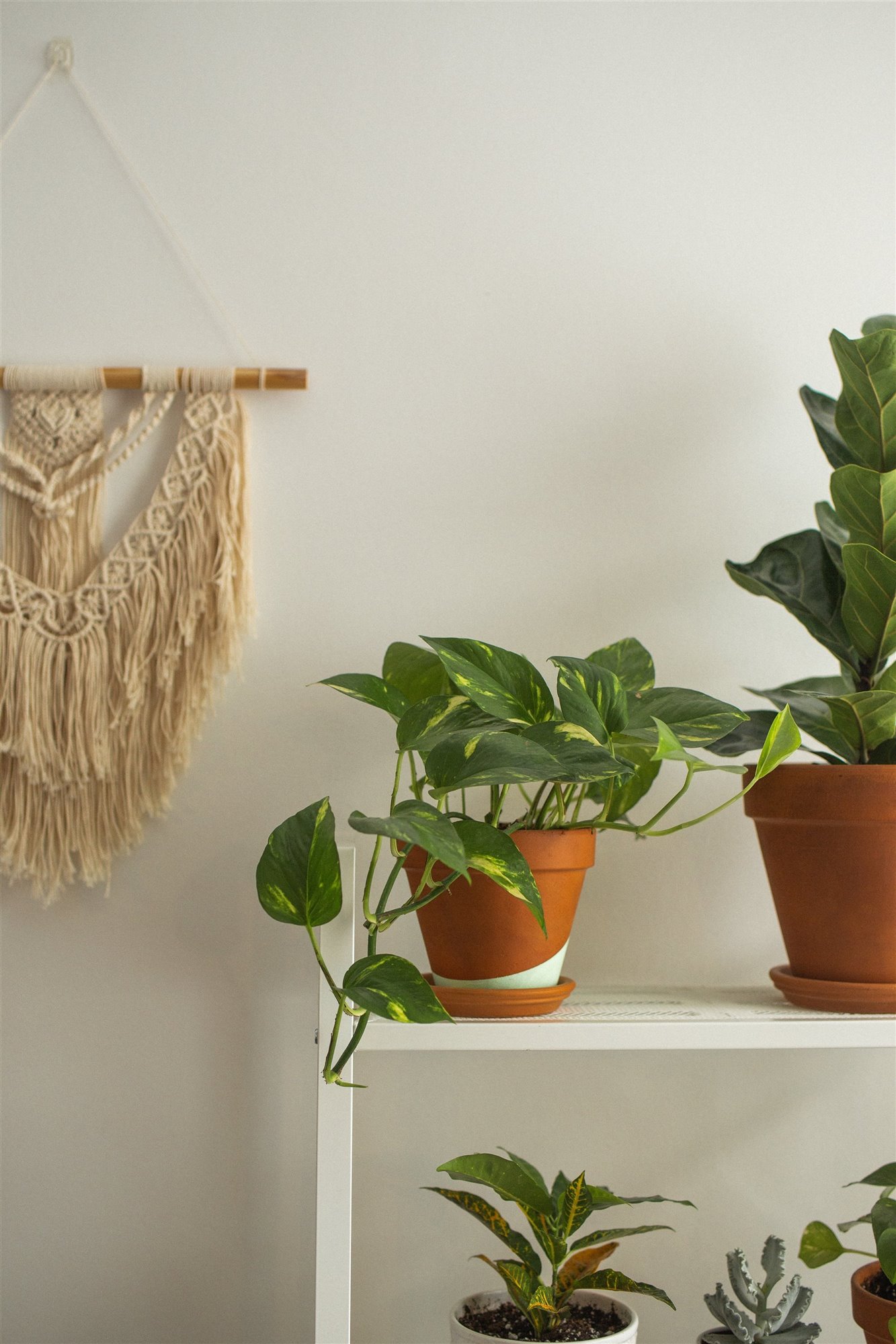 poto planta de interior. Poto