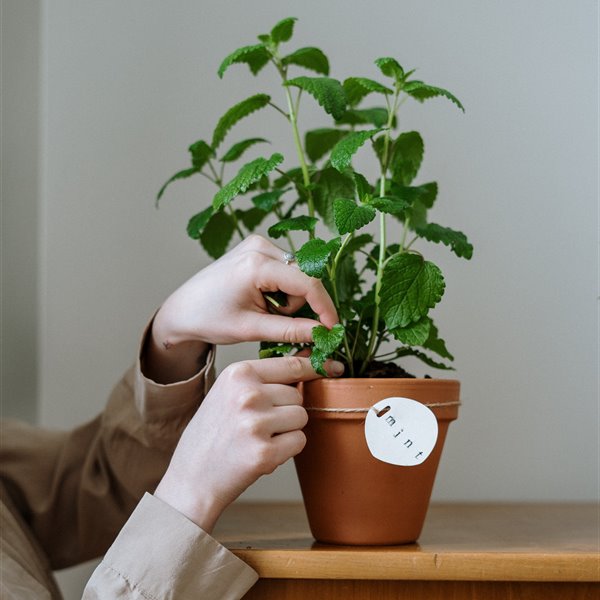 Estos son los consejos de experto para tener tus plantas aromáticas perfectas