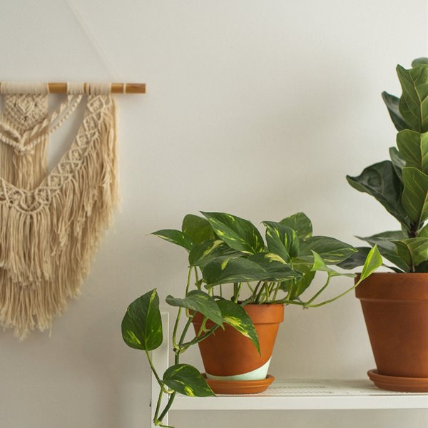 Estas son las plantas perfectas para espacios con poca luz