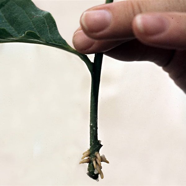 Todo lo que deberías saber para reproducir tus plantas por esquejes