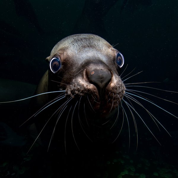 Blancpain premia el talento de las fotógrafas del océano