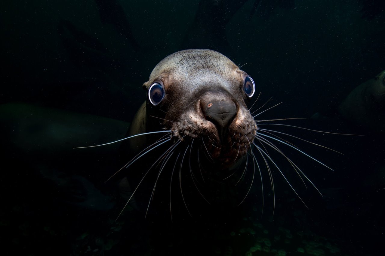 El concurso Ocean Photography Awards busca revelar la belleza de los océanos, así como los múltiples peligros a los que se enfrentan.