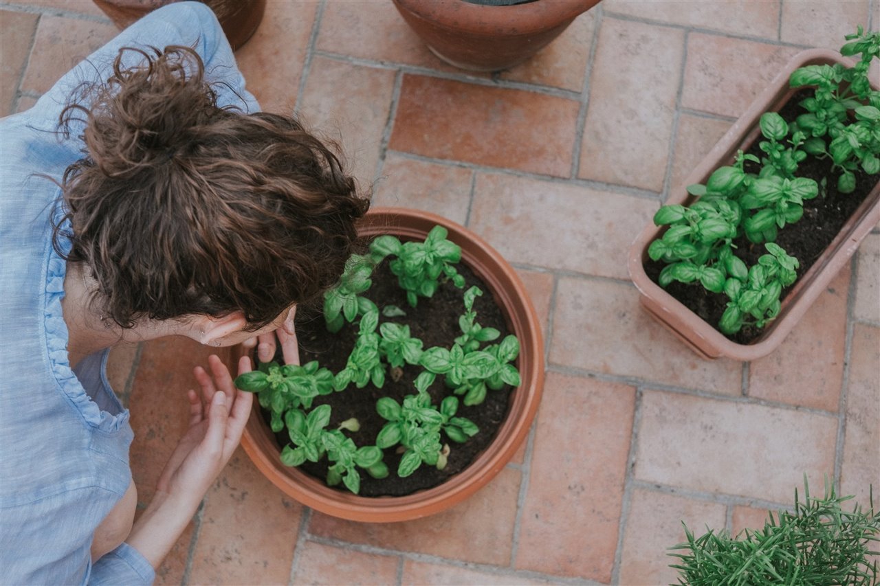 Las semillas de albahaca se adaptan mejor a las condiciones adversas que las plantas compradas.