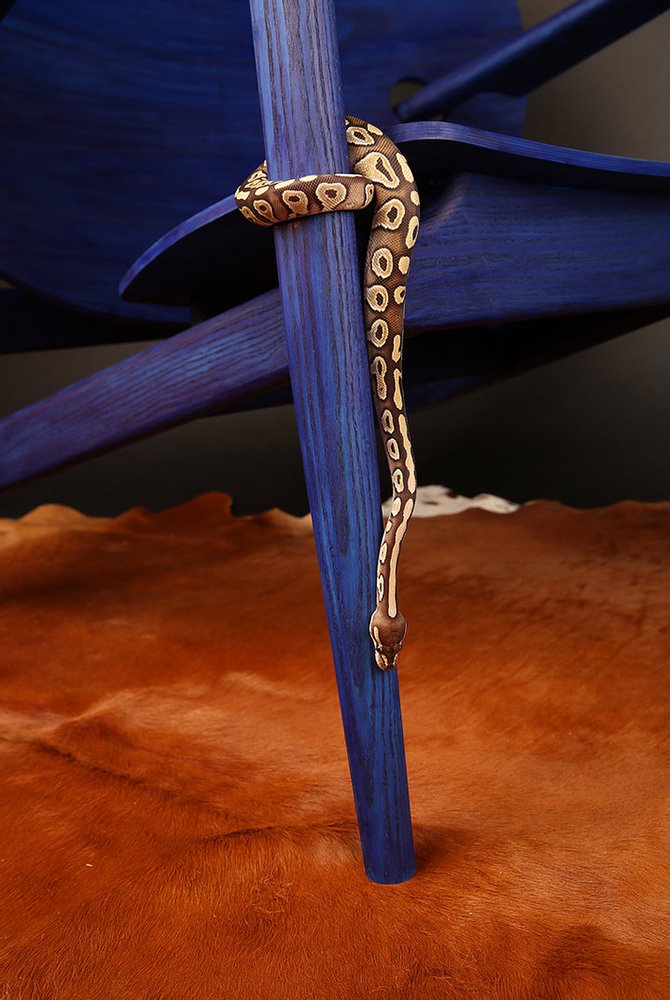 Fotografía simbólica de la silla Iklwa en vibrante azul con una serpiente que trepa por su pata.