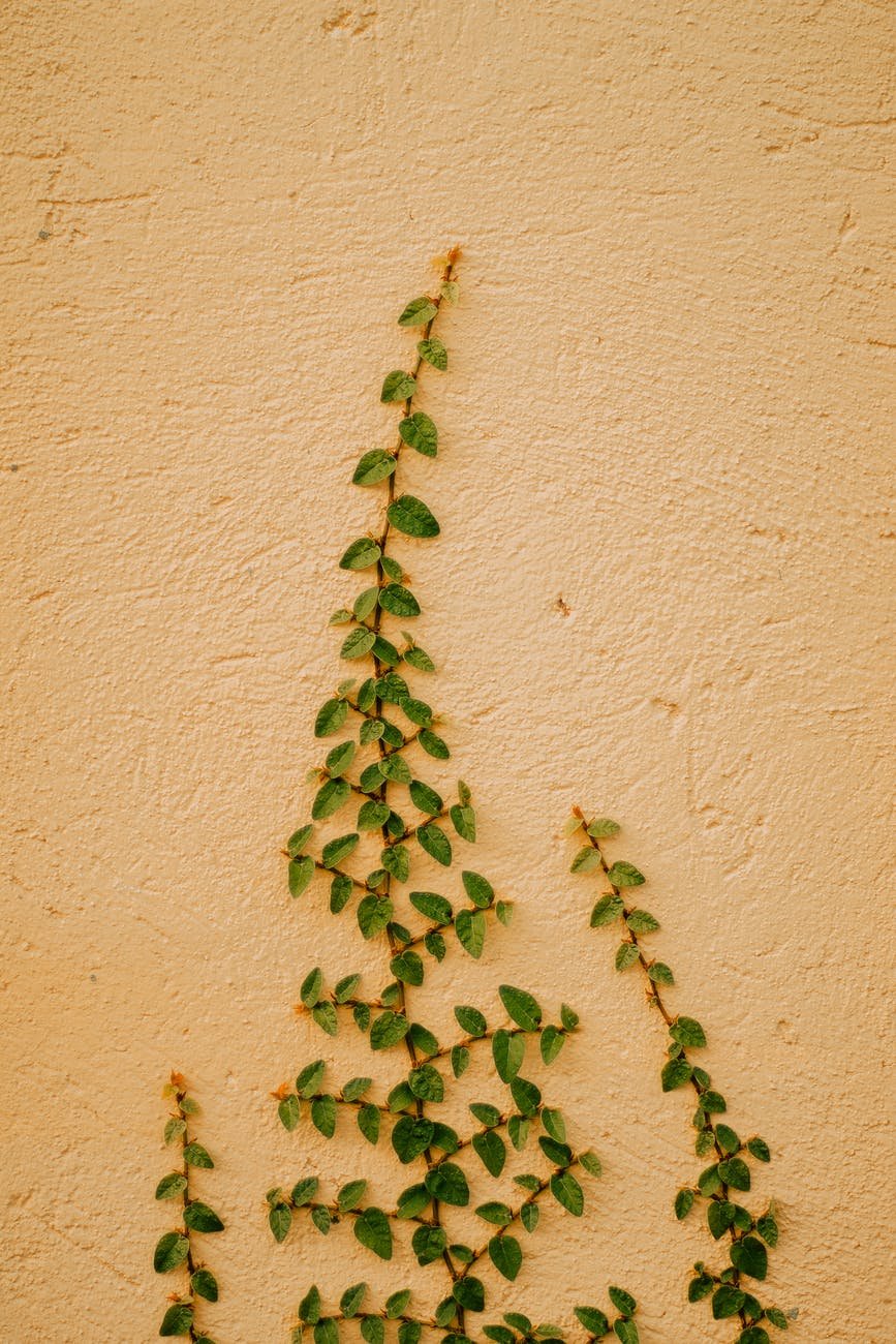 planta trepadora