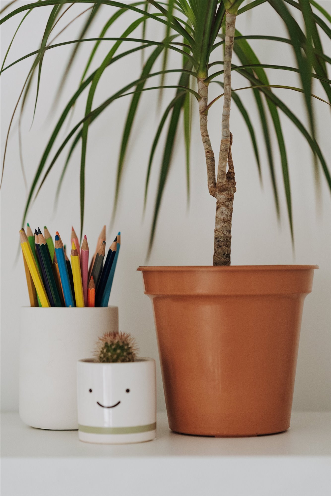 cactus deco