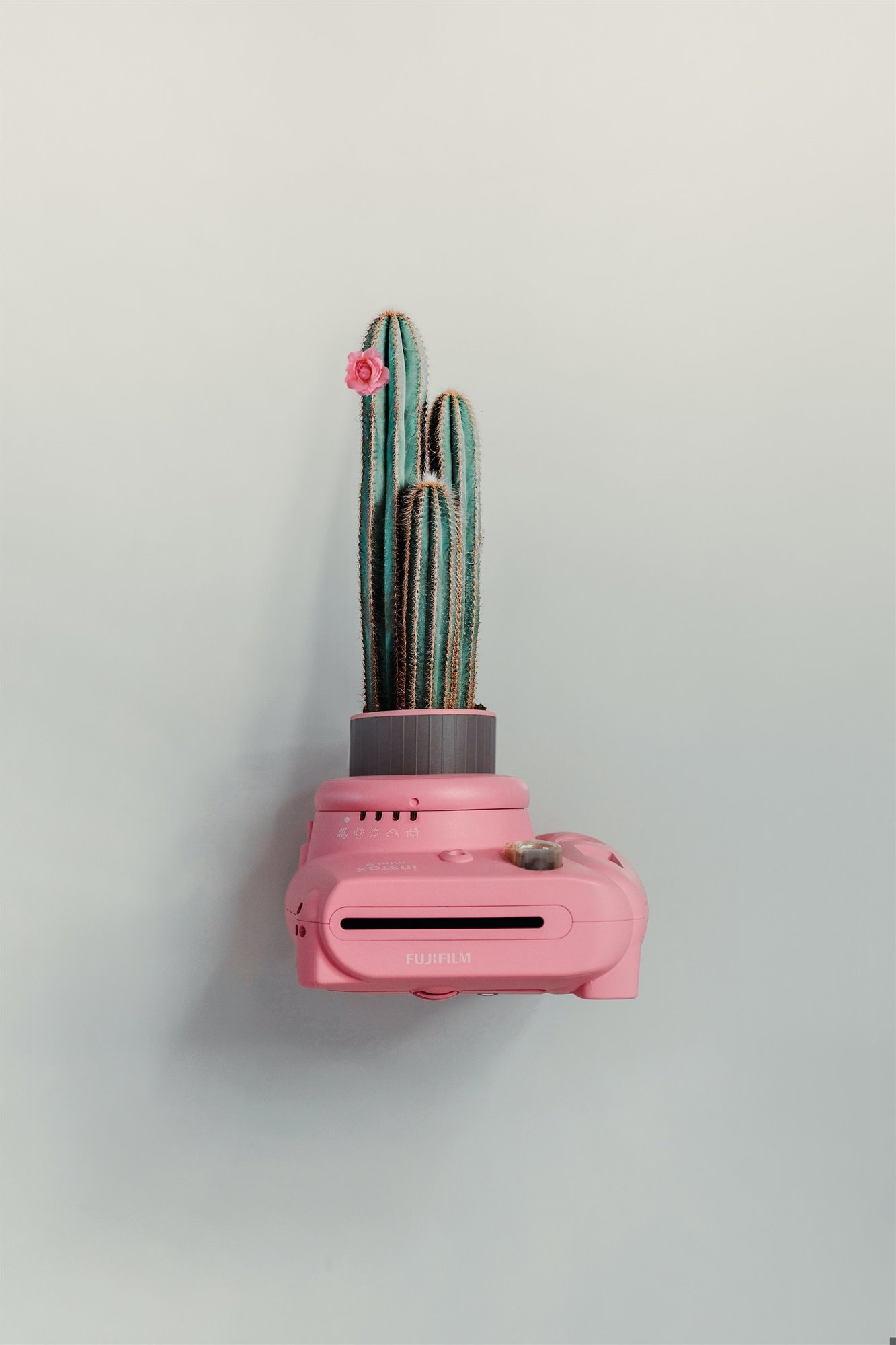 cactus en cámara