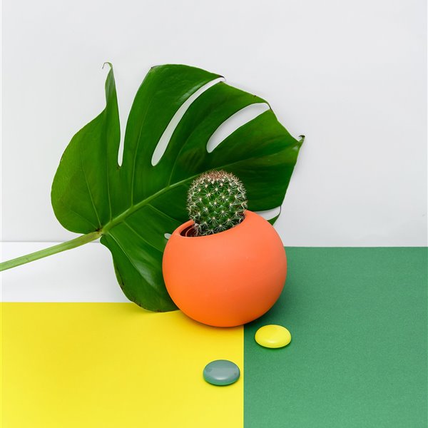 Cactus de interior: los trucos para que duren toda la vida
