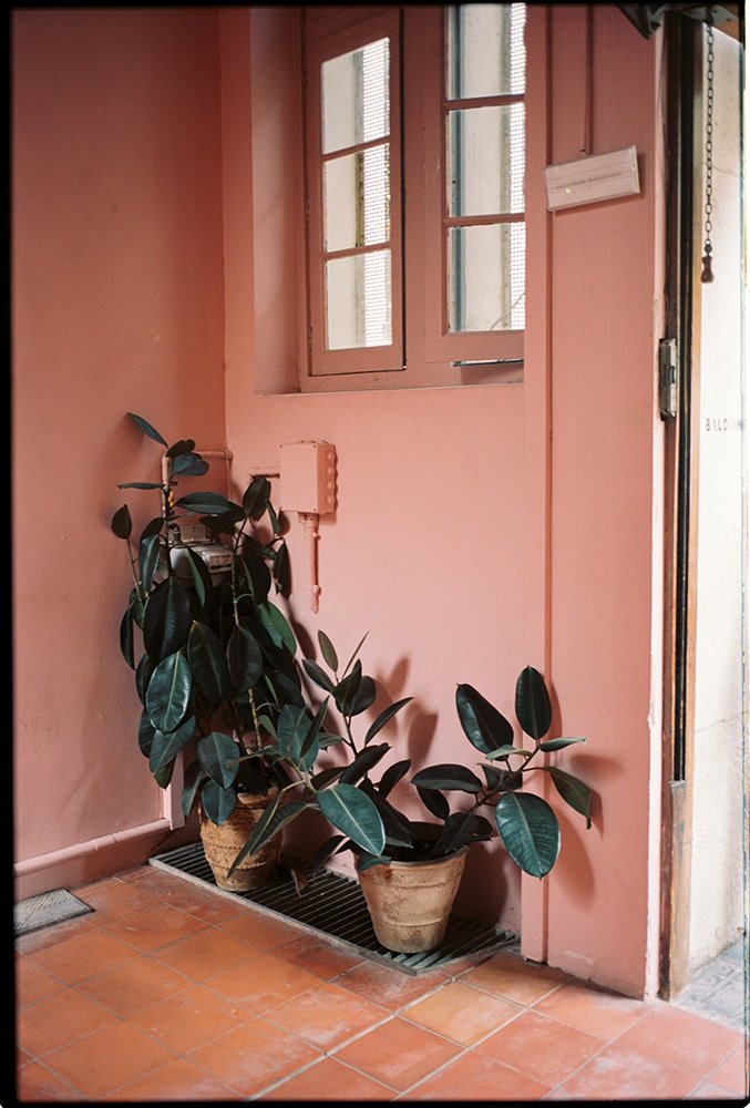 Un rincón lleno de ficus en Baldomero con sus paredes rosas. Fotografía de @gemagonzalez_photo 