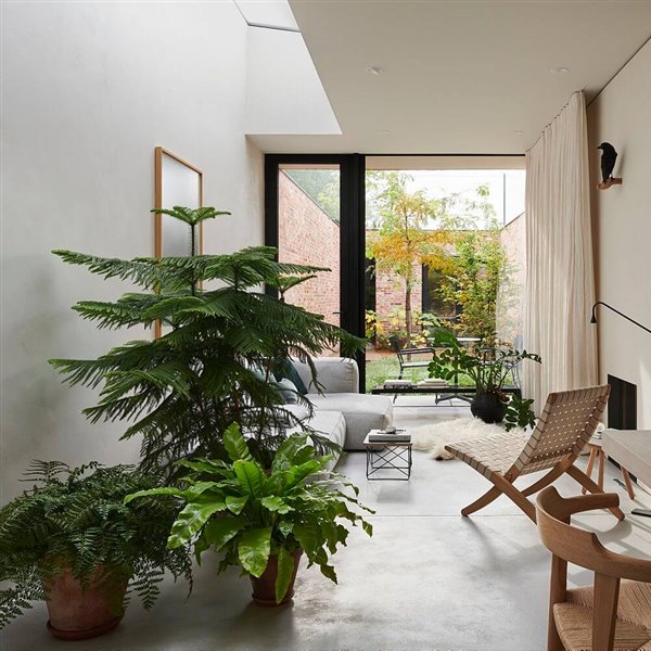 Dónde, cómo, cuántas y qué plantas elegir para decorar tu casa