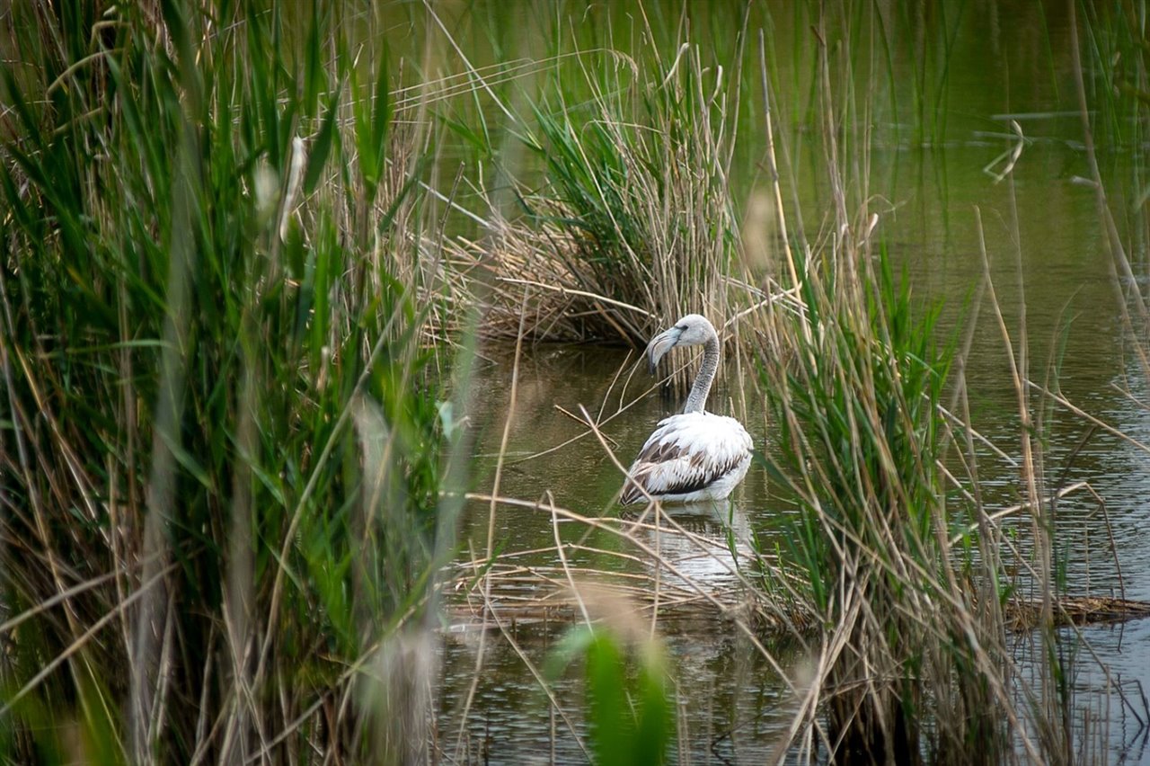 Las lagunas son hábitat de numerosas especies de aves, algunas amenazadas, que pueden observarse desde los miradores habilitados para el visitante.