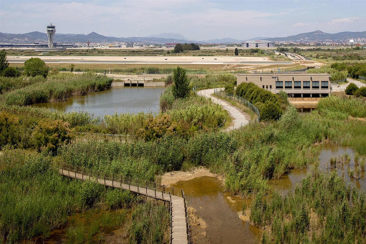 Según los ecólogos, los acuíferos de La Ricarda son fundamentales para evitar la salinización del delta del río Llobregat.
