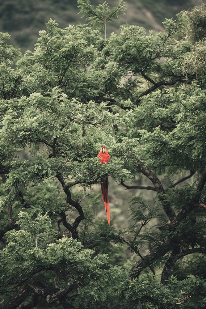 El principal riesgo para la supervivencia de las grandes masas forestales del planeta es la tala incontrolada de los bosques primigenios de los trópicos, los verdaderos pulmones de la Tierra.