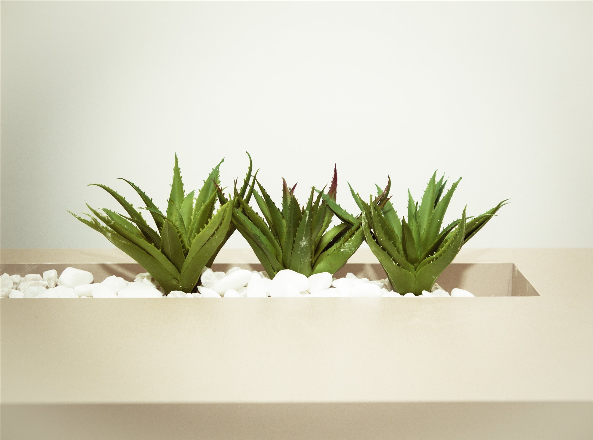 aloe ver