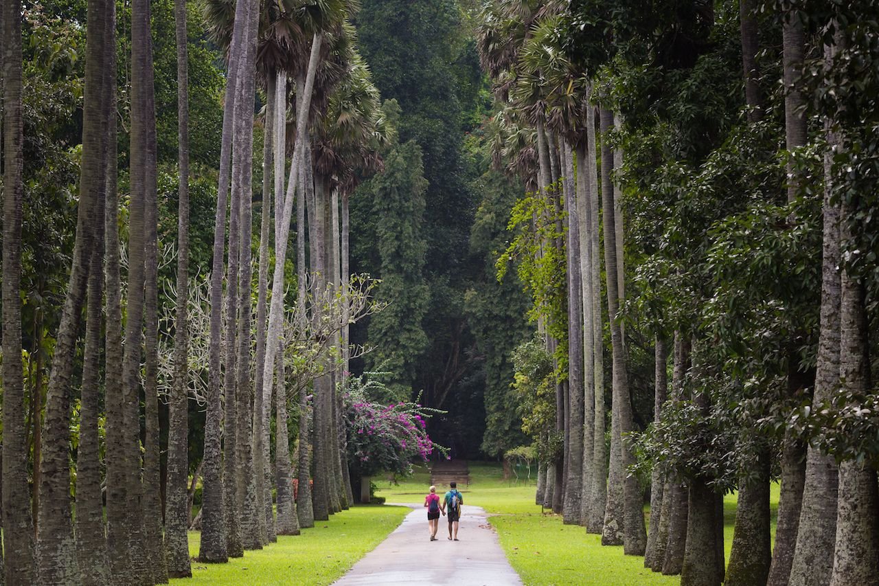 jardin botanico peradeniya en kandy sri lanka