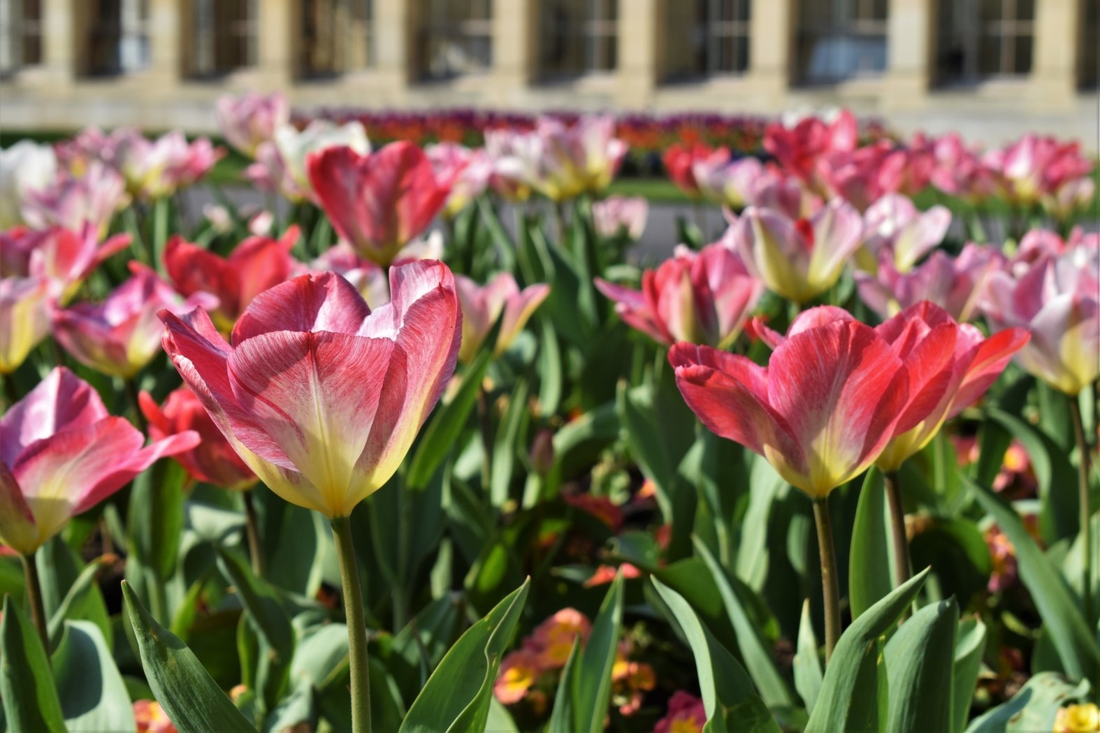 tulipanes jardin botanico kew londres
