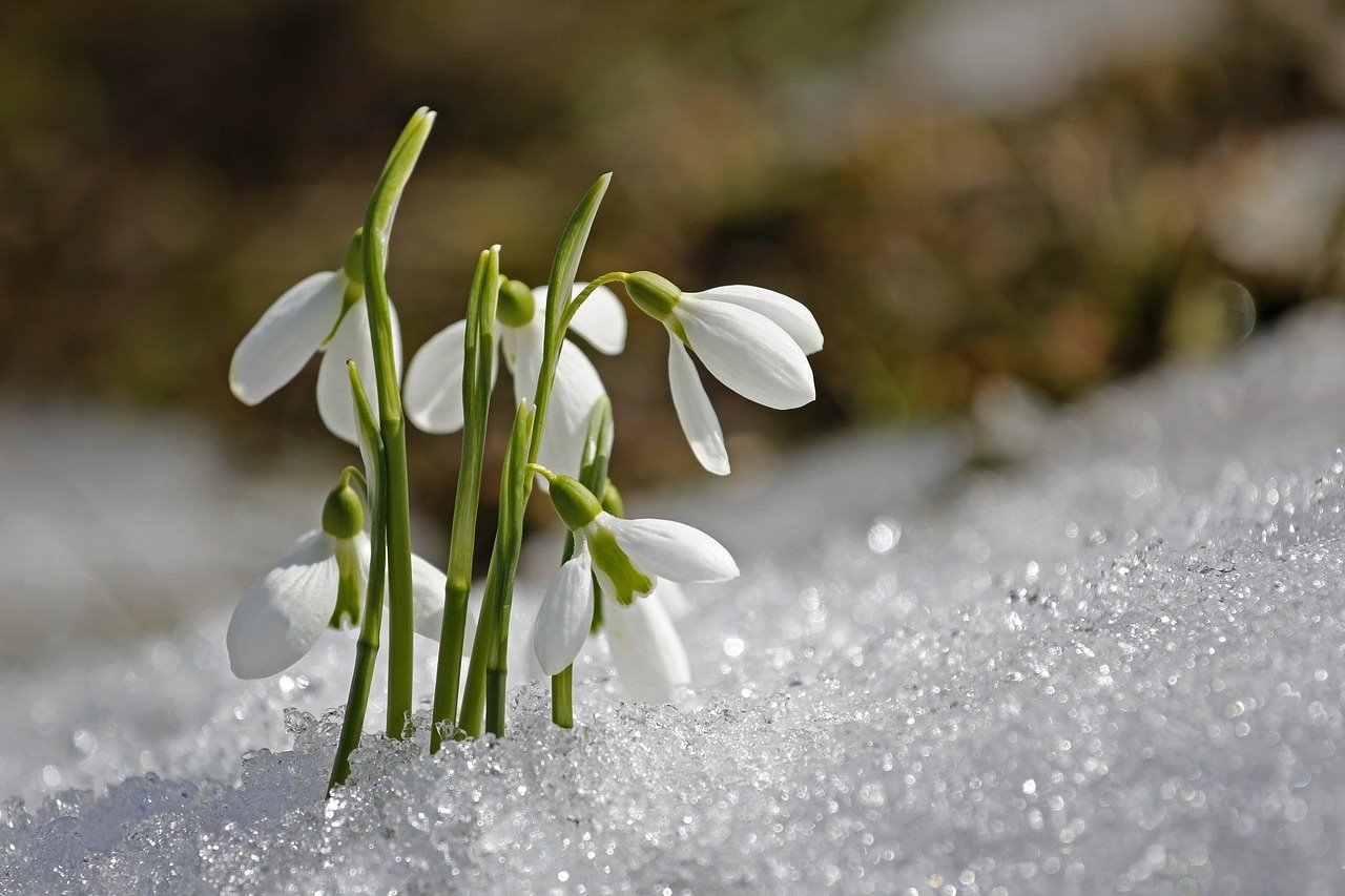 Campanillas de Invierno