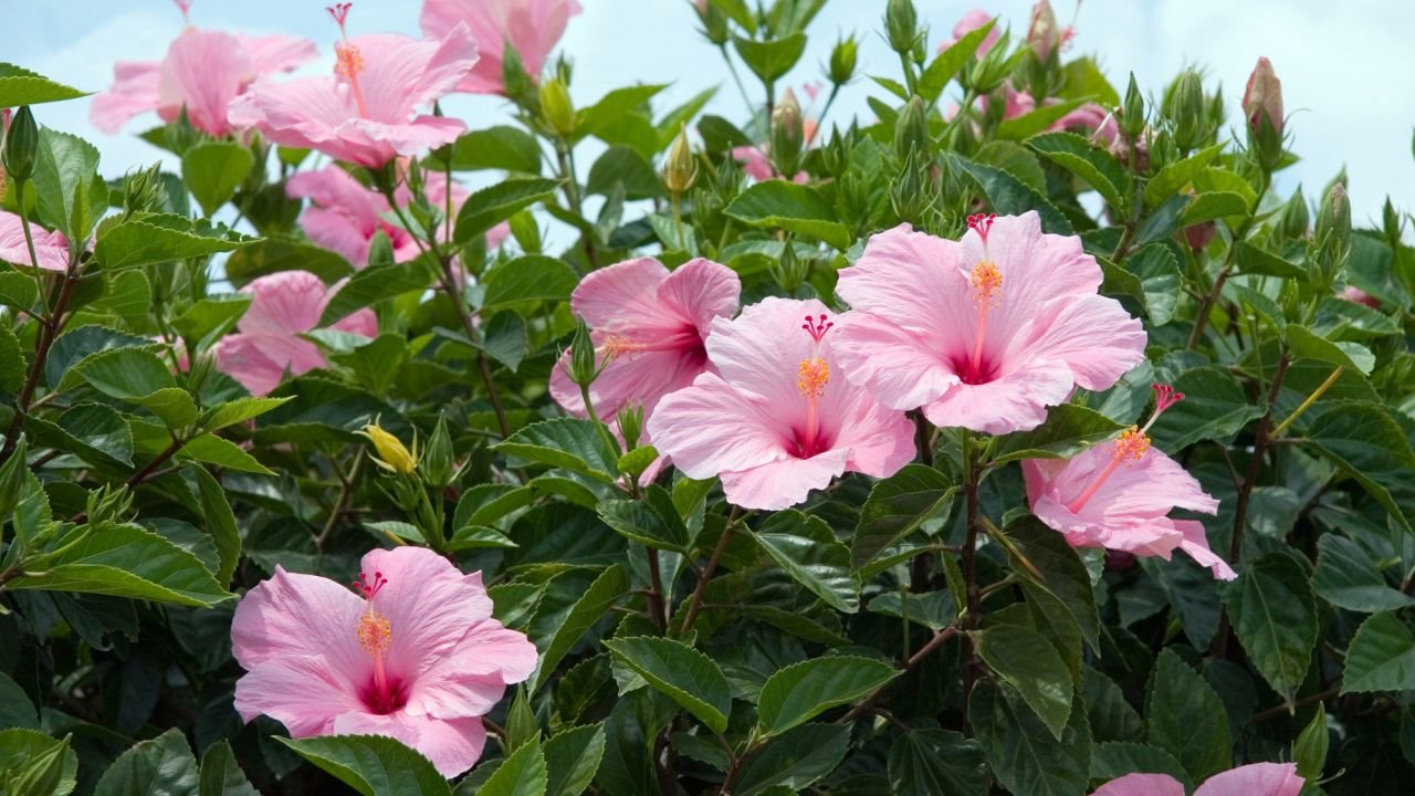 hibisco
