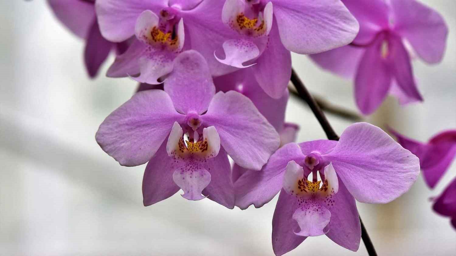 orquideas