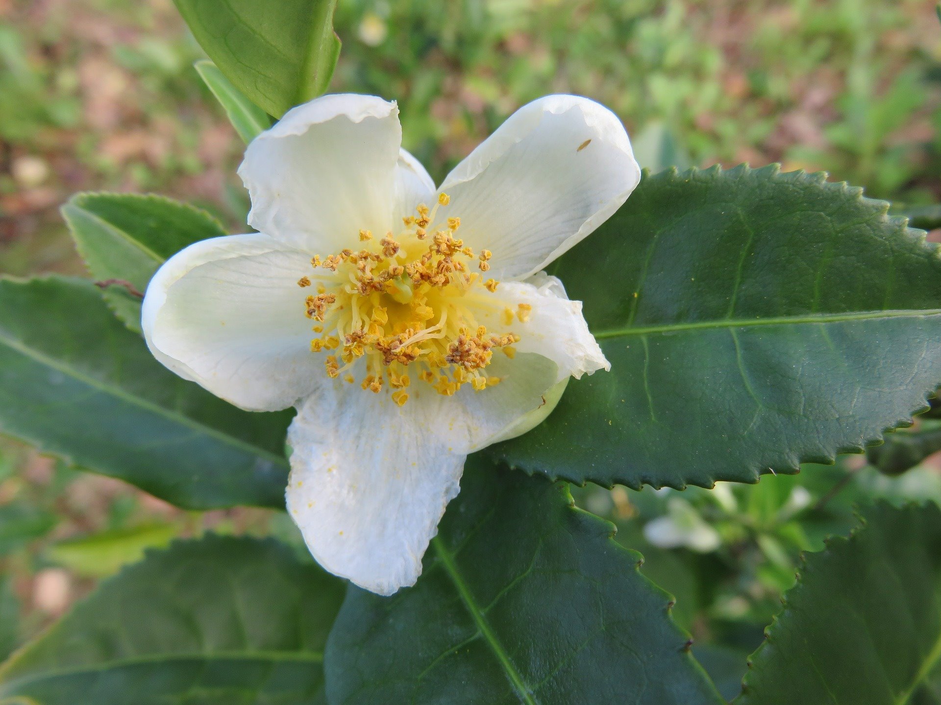 planta del té. Camellia sinensis 