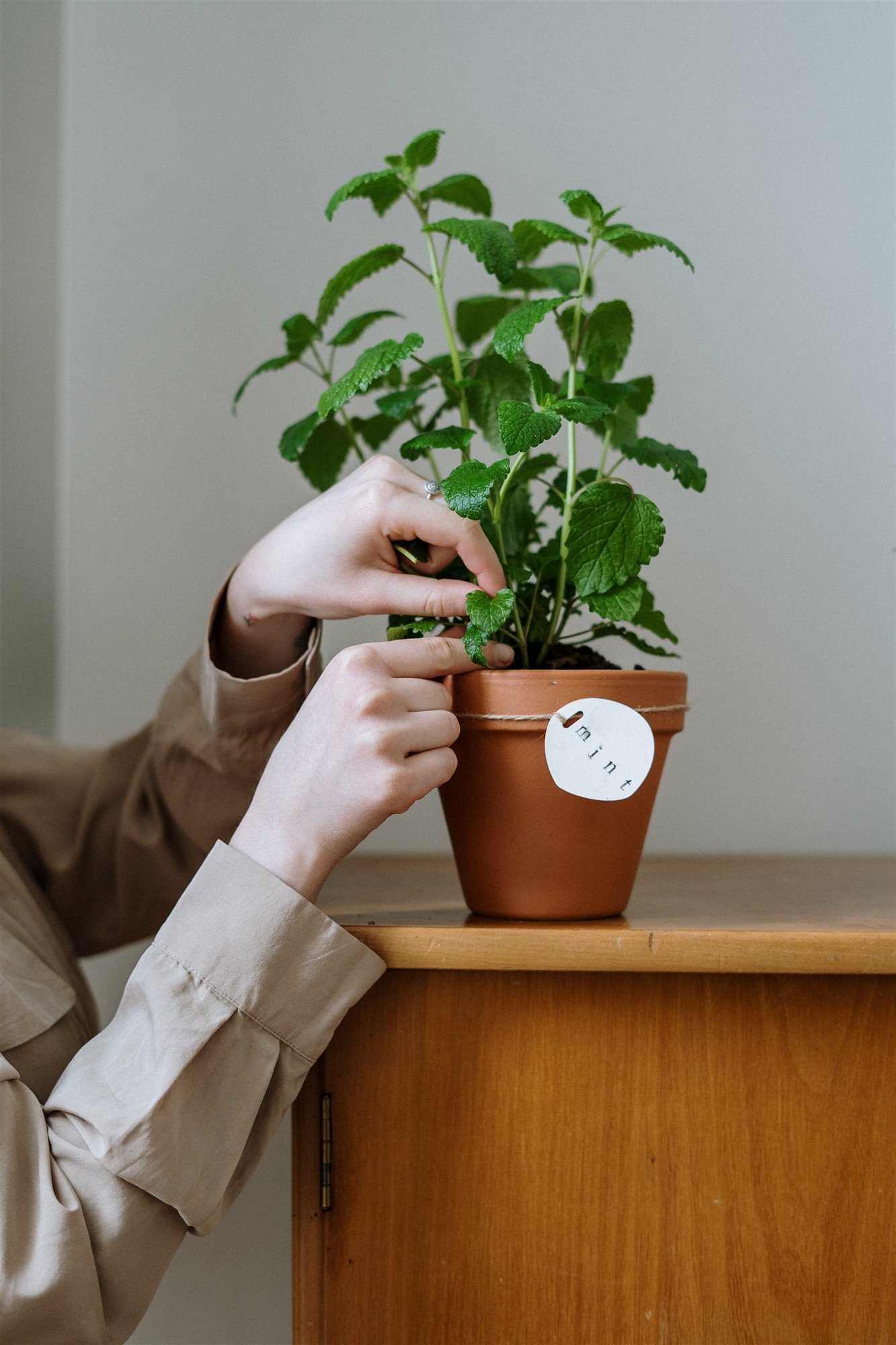 menta planta de interior