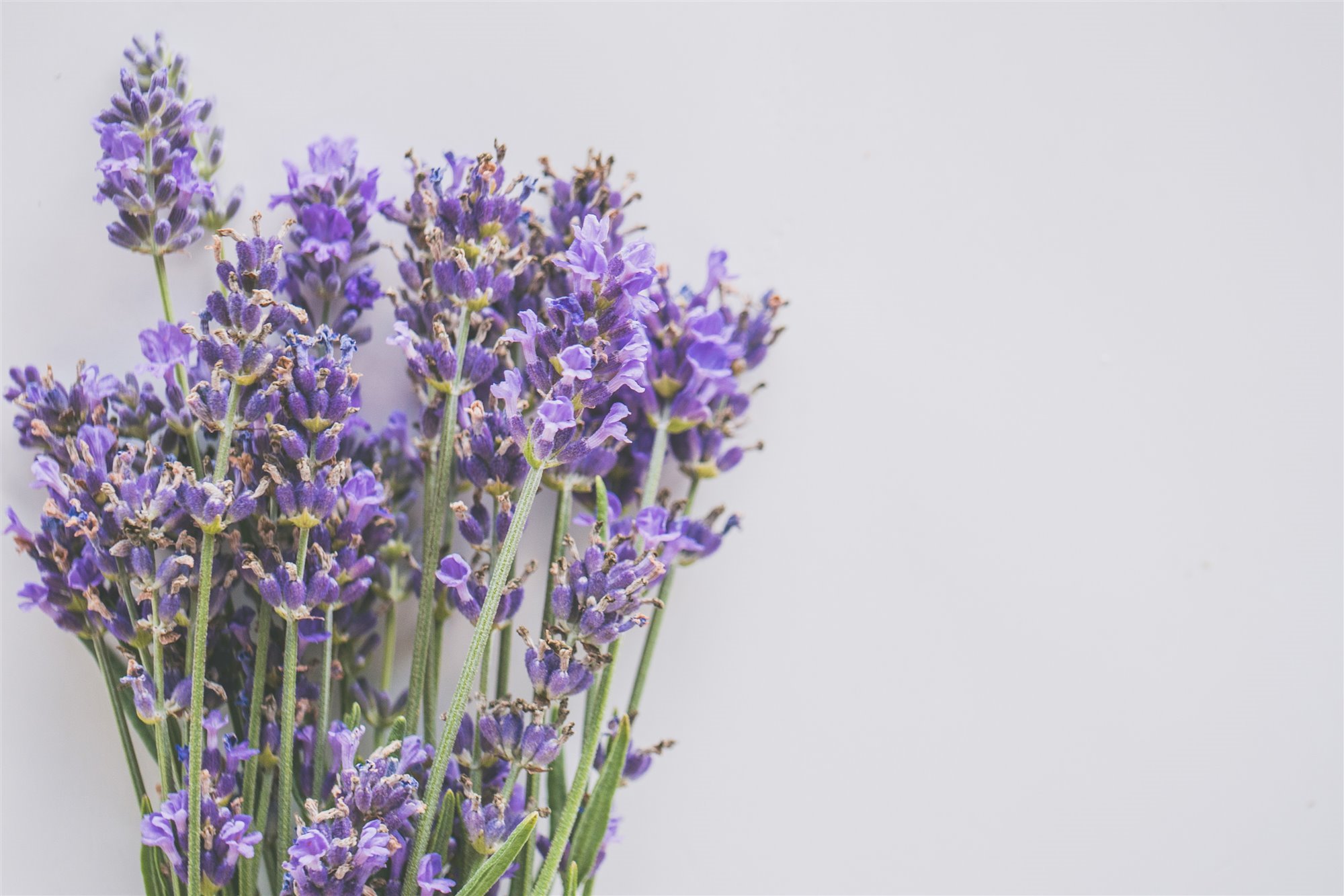 Plantas de lavanda sobre un fondo blanco