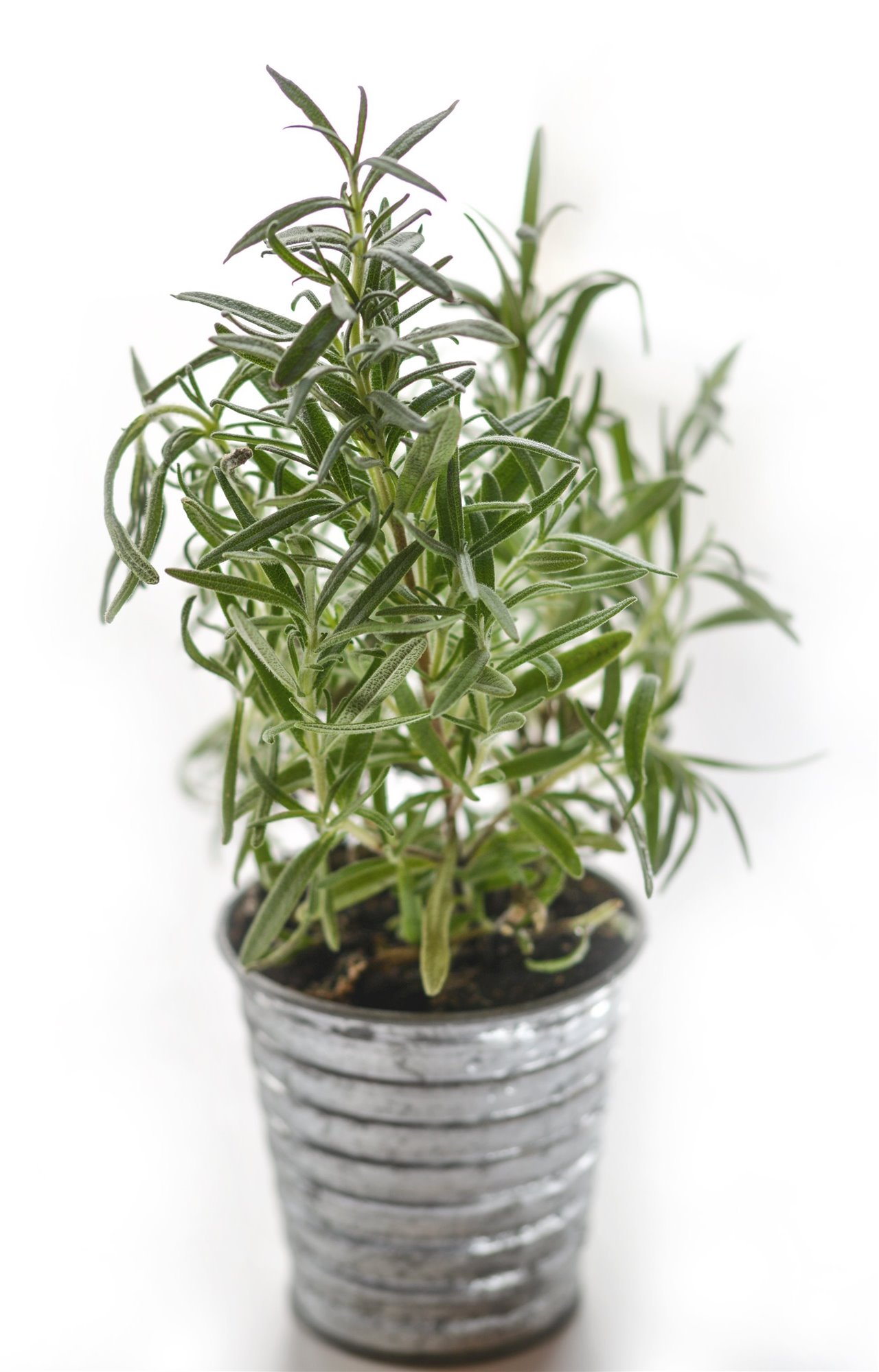 planta de tomillo. Tomillo