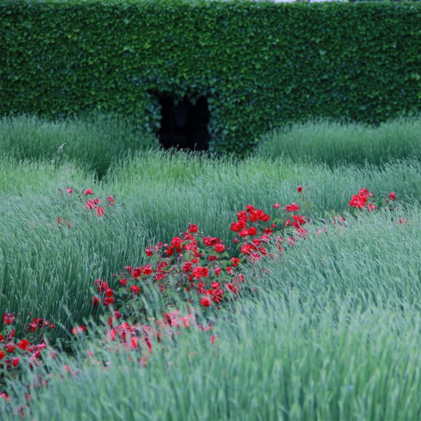 Un exuberante jardín en Salamanca contado por su autor, Miguel Urquijo