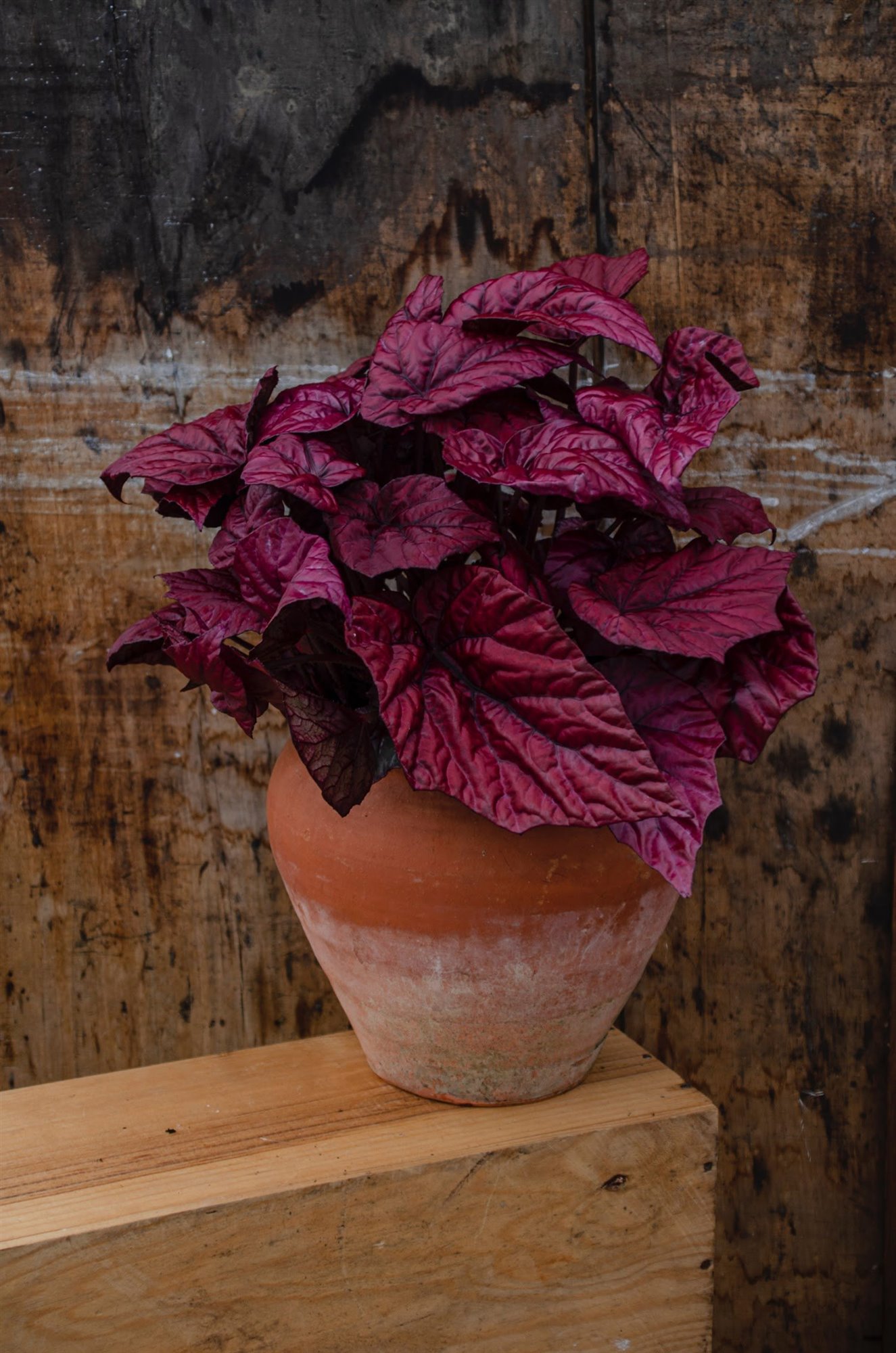 begonia rex red