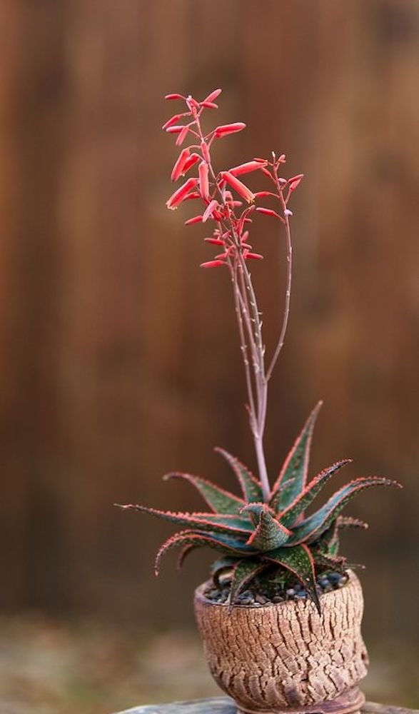 Christmas Carol Aloe